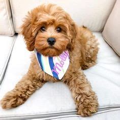 Cavapoo Haircuts: The Essential Guide with Pictures of Haircut Styles ...