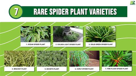 7 Rare Spider Plant Varieties - A-Z Animals