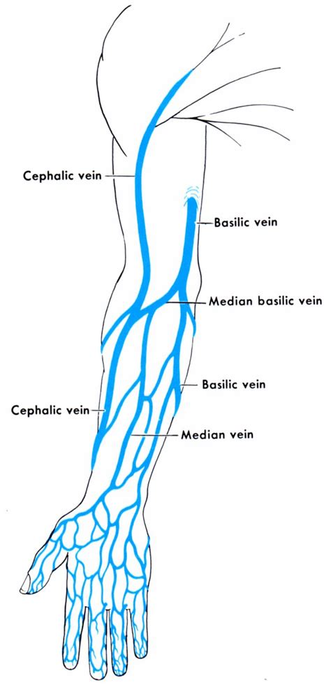 Pin by Brenna on Veins | Anatomy and physiology, Medical laboratory ...