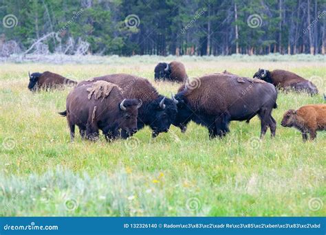 The Herd Bison in Yellowstone National Park, Wyoming. USA Stock Photo - Image of native, meadow ...