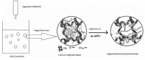 Scheme 1: Formation of calcium alginate/poly(AAm) composite beads ...