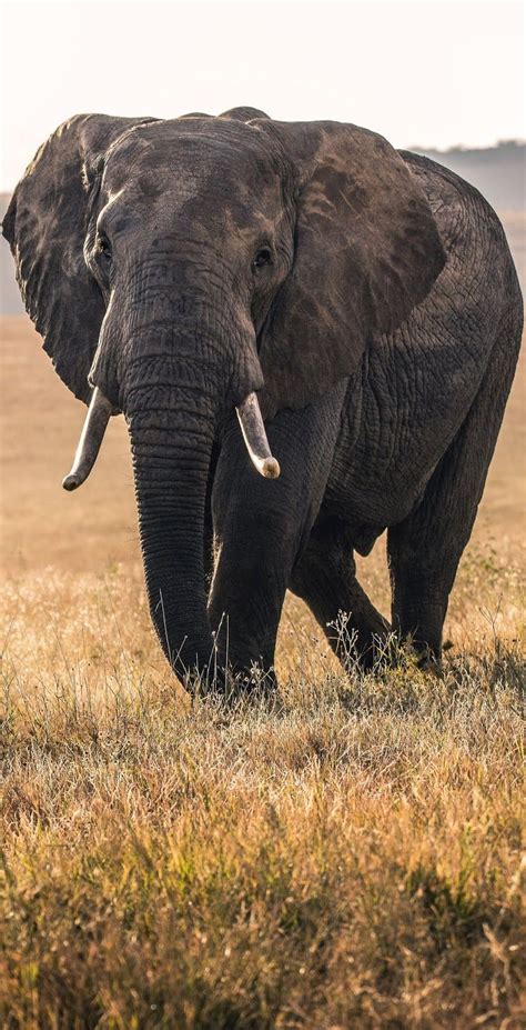 About Wild Animals: Picture of a majestic elephant | Elefanter ...