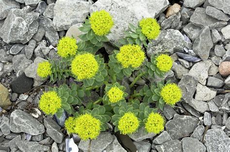 Top 4 benefits of Rhodiola Rosea | Herb helps to restore physical energy - HealthAndLife