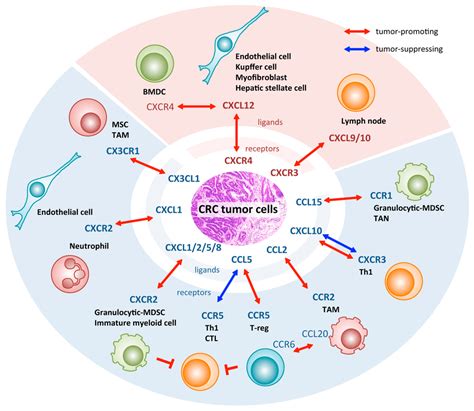 IJMS | Free Full-Text | The Role of Chemokines in Promoting Colorectal Cancer Invasion ...