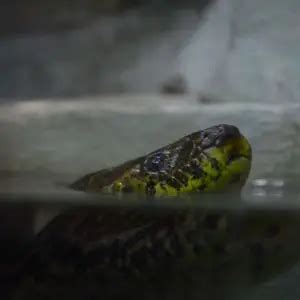 Yellow Anaconda - Facts, Diet, Habitat & Pictures on Animalia.bio