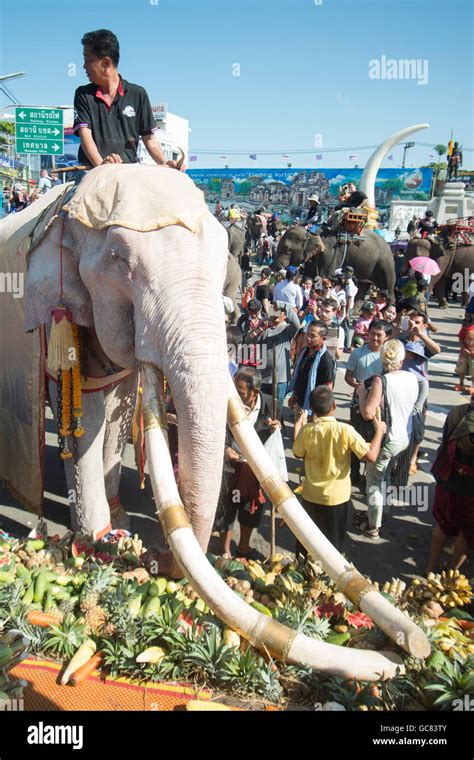 one of the few White Elephant at the Elephant Round-up Festival in the city of Surin in ...