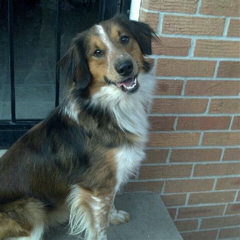 Scout - sheltie/collie mix | Beautiful Dogs | Pinterest