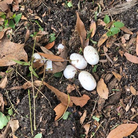 Well, the guys accidentally uncovered a nest of snake eggs. They are ...