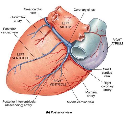 posterior+interventricular+sulcus | Right Coronary Artery | Medical anatomy, Medical knowledge ...