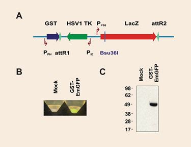 Novel Vectors for Baculovirus Expression