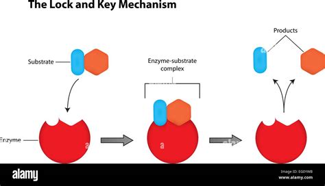 Lock And Key Enzyme - slidesharetrick