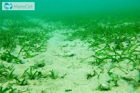 Seagrass & feeding trail 002 | Dugong Seagrass | Flickr