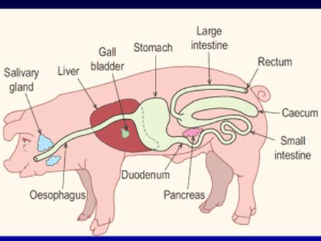 Swine - Animal Management