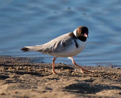 The Hooded Plover – South