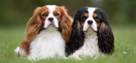 How Much Do Cavalier King Charles Spaniel Puppies Cost