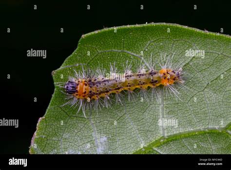 A tussock moth caterpillar species crawling on a leaf Stock Photo - Alamy