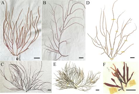 The sequenced herbarium specimens of Gracilaria species deposited at... | Download Scientific ...