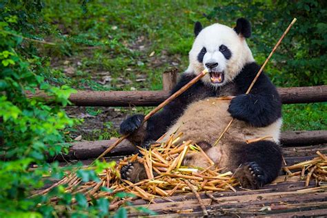 Where to see pandas in China as it plans for a Giant Panda National Park