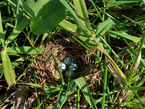 Week #17 Red-winged blackbird Nests - MCRCD