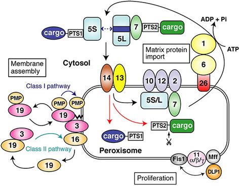 Peroxisome Cell Structure