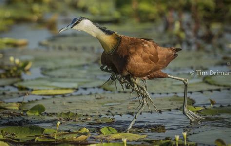 African Jacana male with chicks - Tim Driman on Fstoppers