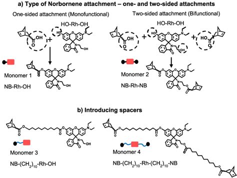 (a) Types of attachment of the rhodamine dye to norbornene one sided ...