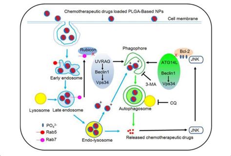 | The degradation process of PLGA-based nanoparticles is depicted ...