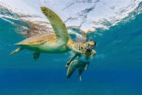 Snorkeling with sea turtles in Turtle Town, Maui | Snorkeling in Hawaii