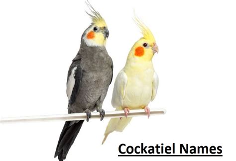 100+ Best Cockatiel Names Ideas Cockatiel Names: Are you searching for the Best Cockatiel Names ...