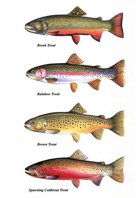 Trout Chart Prints Brook Trout Cutthroat Trout by FishArtCreations # ...