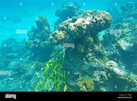 SCUBA diving and Underwater marine life, Lakshadweep, India Stock Photo - Alamy