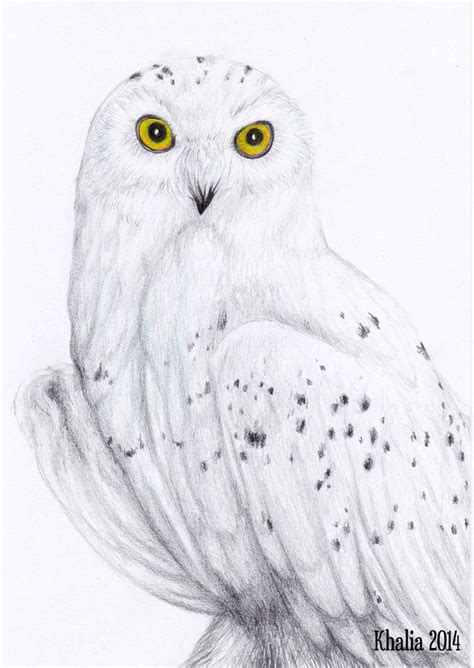 Snowy Owl Drawing | Owls drawing, Owl drawing simple, Owl sketch