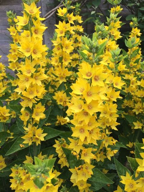 Yellow Loosestrife - Hardy Perennial Plant