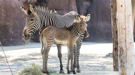 LA Zoo welcomes Grevy’s zebra foal, first in more than 20 years. | Alive! News