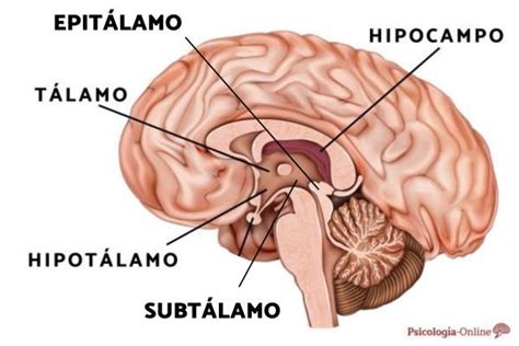 Diencephalon: What it Is, Parts and Functions | 2024