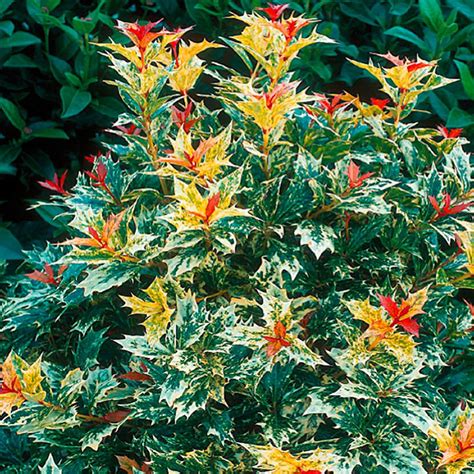 Osmanthus ‘Goshiki’ AGM (Tricolour) fragrant evergreen false holly ...