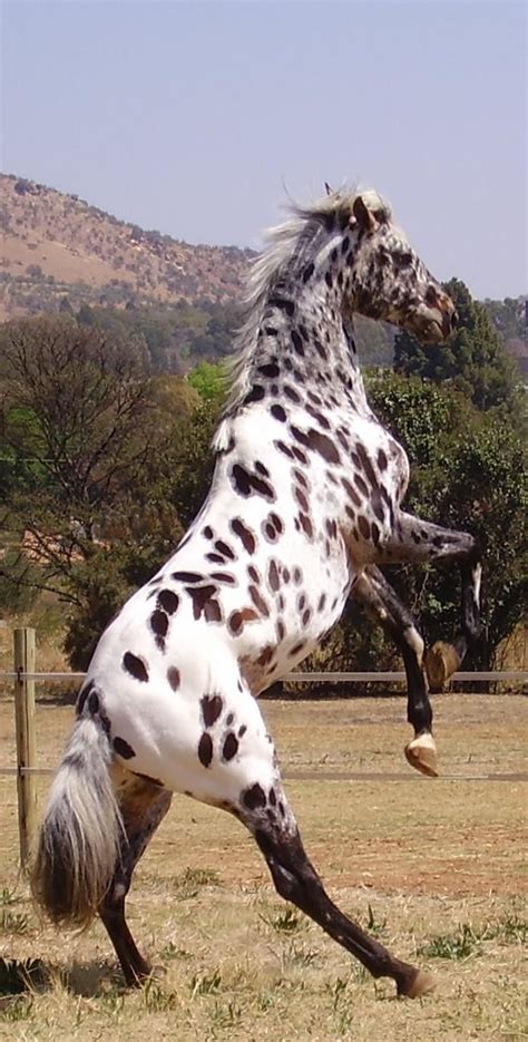 182 best Appaloosa images on Pinterest | Appaloosa horses, Appaloosa ...