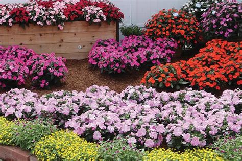 landscaping (annual flowers) – the Sunpatiens | Photo Remodeling Analysis