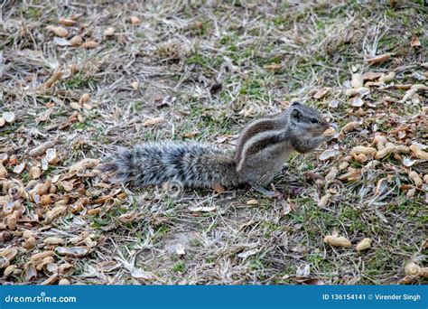 Squirrels Eating Peanuts Outside Stock Image - Image of outdoors, furry ...