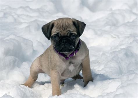 The 24 Cutest Pugs Chilling Out in Snow - Best Photography, Art, Landscapes and Animal Photography