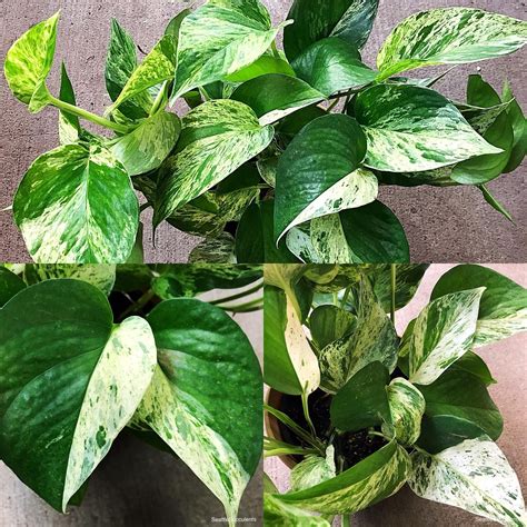 My Variegated Pothos (Snow Queen?) #gardening #garden #DIY #home #flowers #roses #nature # ...