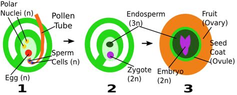 Double Fertilization in Angiosperms: Definition & Process - Video ...