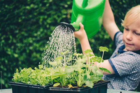 Child Watering Plants | Stocksy United