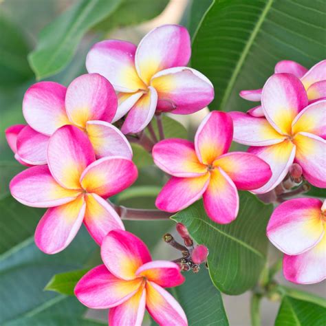 Fragrant Plumeria Potted Plants For Sale | Rainbow – Easy To Grow Bulbs