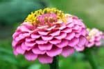 Zinnia Flower Meaning and Symbolism: Ultimate Guide to Color Meanings ...