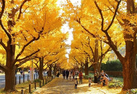 The 10 Best Autumn Leaves Spots In Tokyo You MUST Visit!