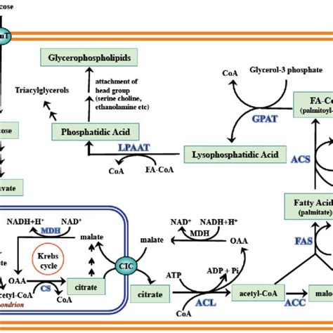 (PDF) Glycerophospholipid Synthesis as a Novel Drug Target Against Cancer