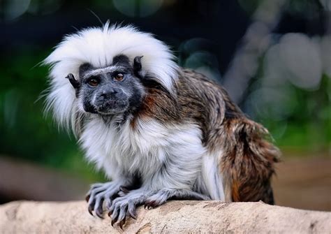 Cotton-Top Tamarin Monkey - Free photo on Pixabay