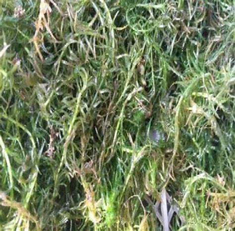 The role of hydrilla (Hydrilla verticillata (L.f.) Royle) as soil ...