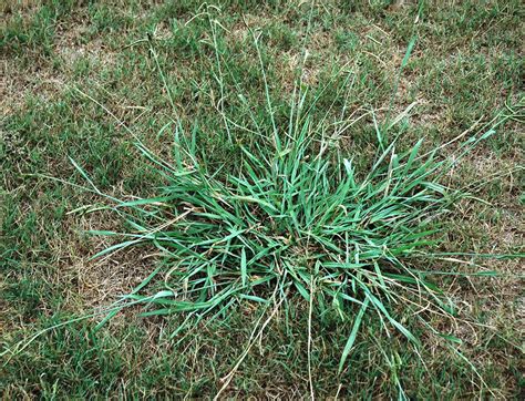 Dallisgrass - WeedAlert